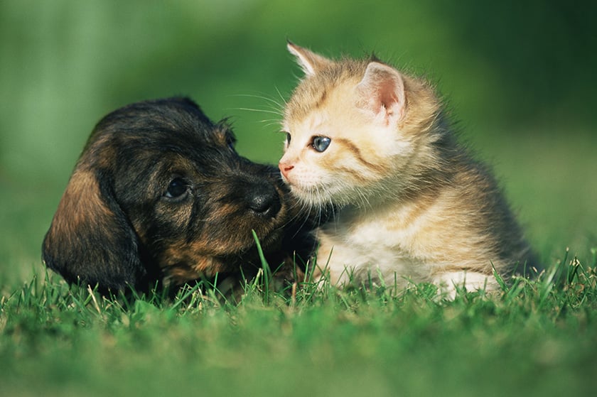 cachorrinho e gatinho brincando na grama